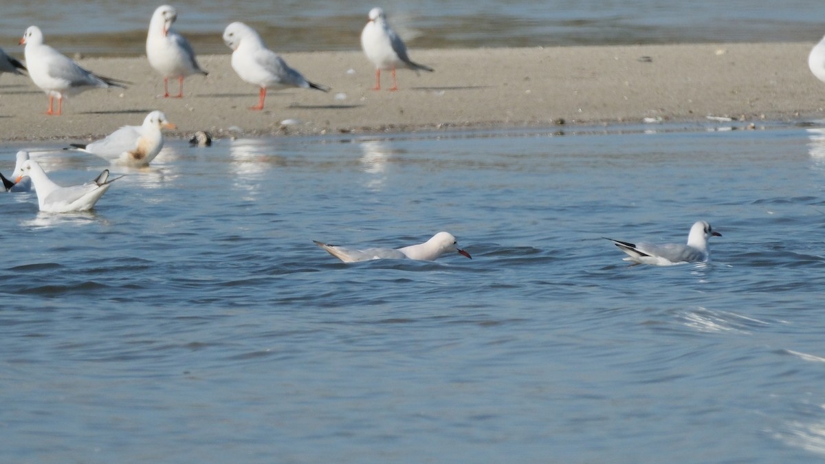 Slender-billed Gull - ML612381568