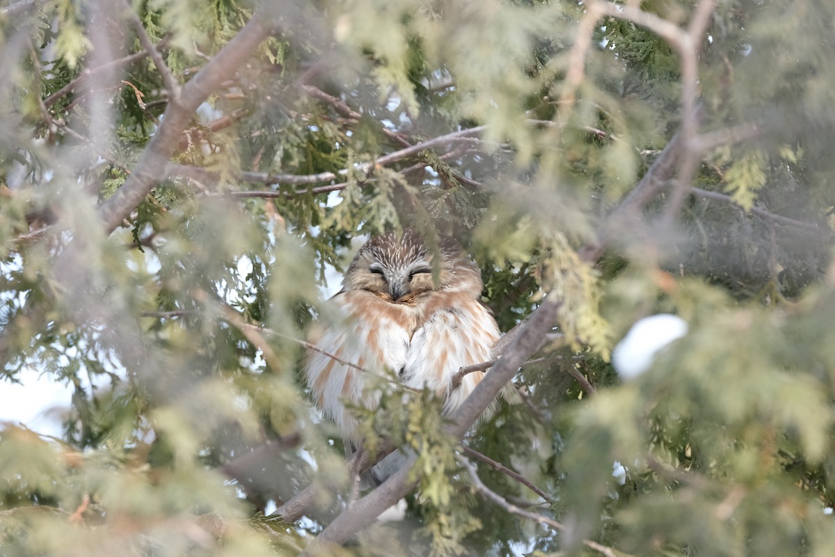 Northern Saw-whet Owl - ML612381570