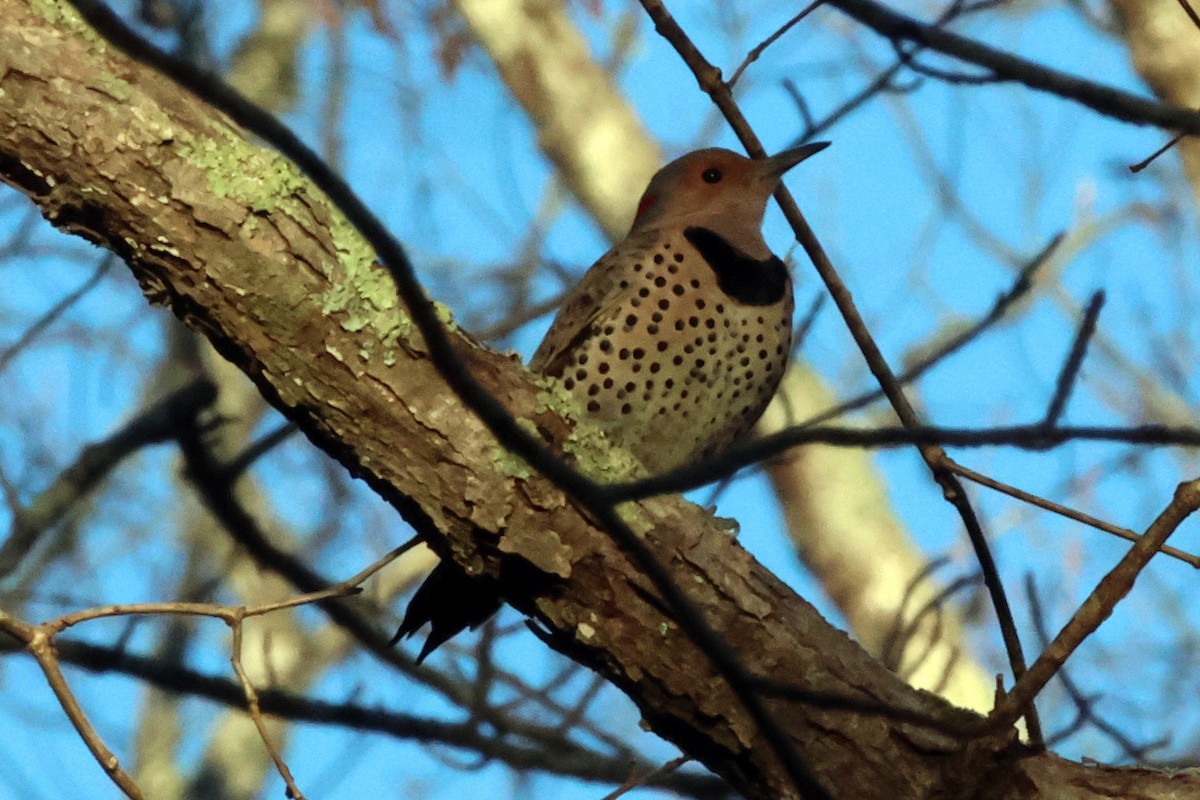 Northern Flicker - ML612381580