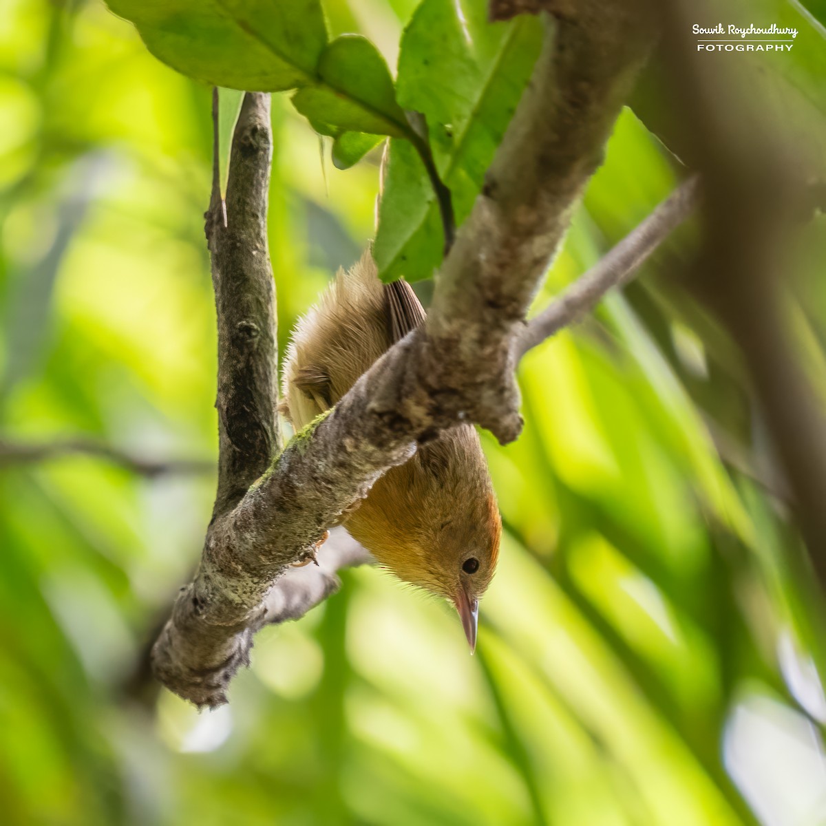 Buff-chested Babbler - ML612381589