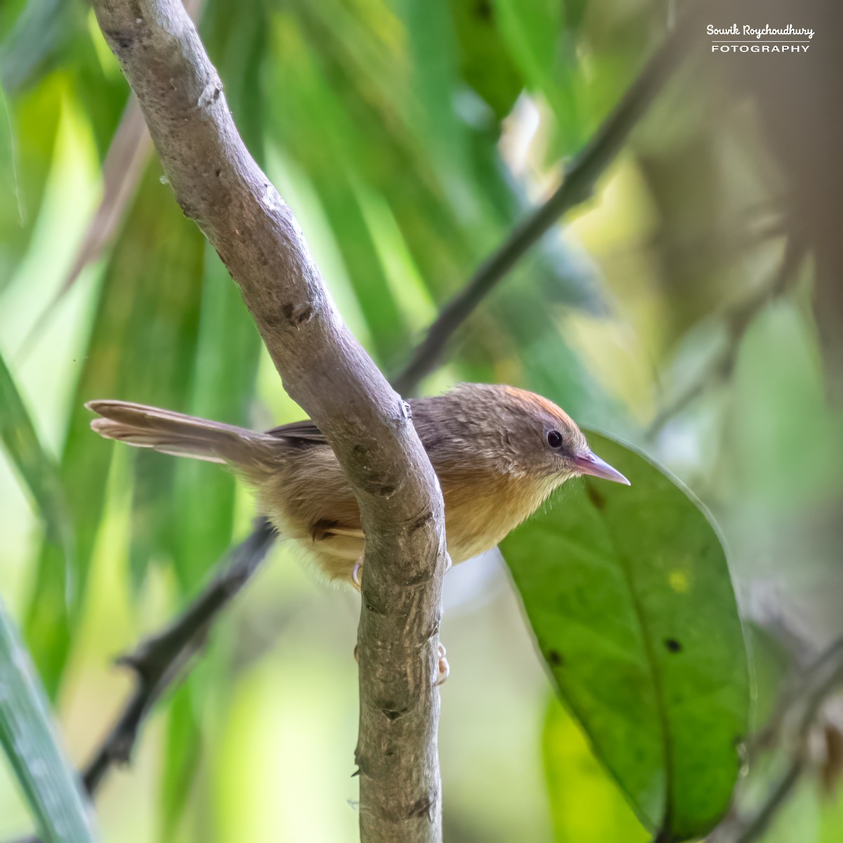 Buff-chested Babbler - ML612381590