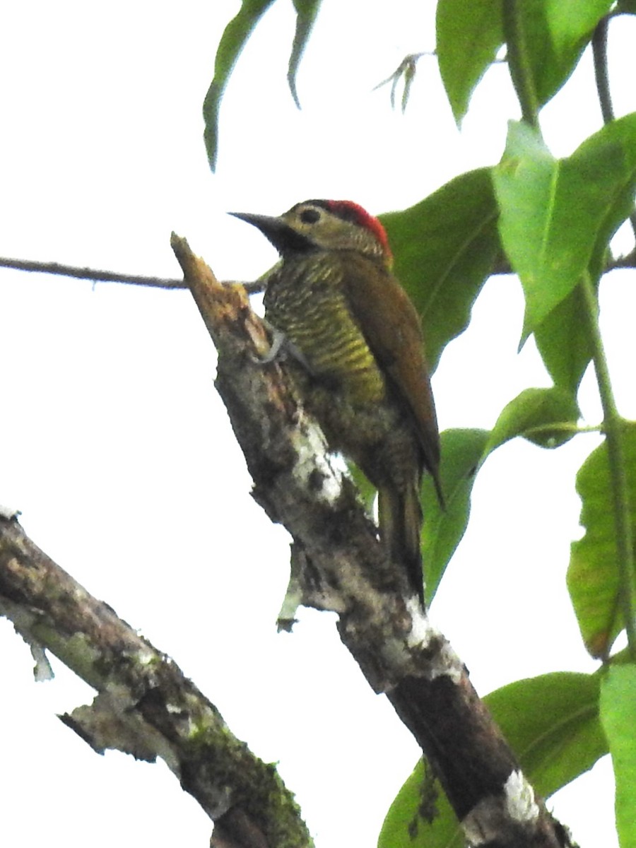 Golden-olive Woodpecker - ML612381598