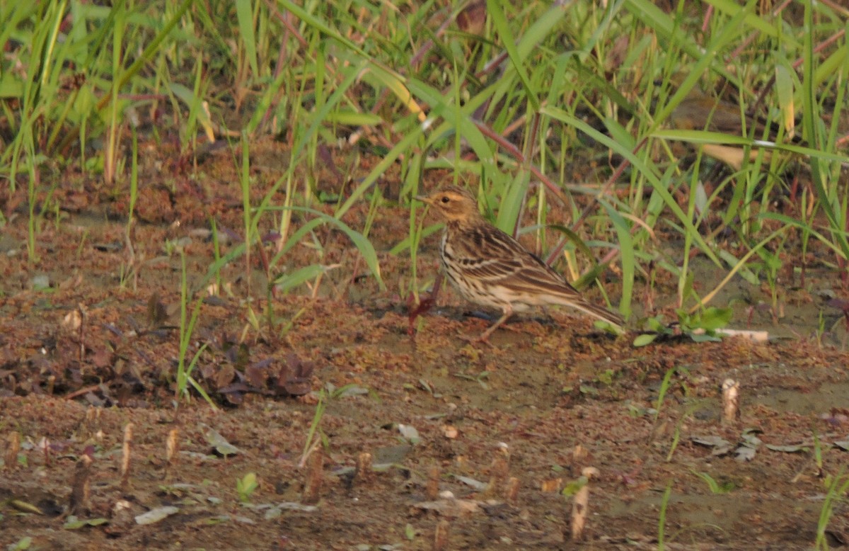 Red-throated Pipit - Kousheyo Bagchi