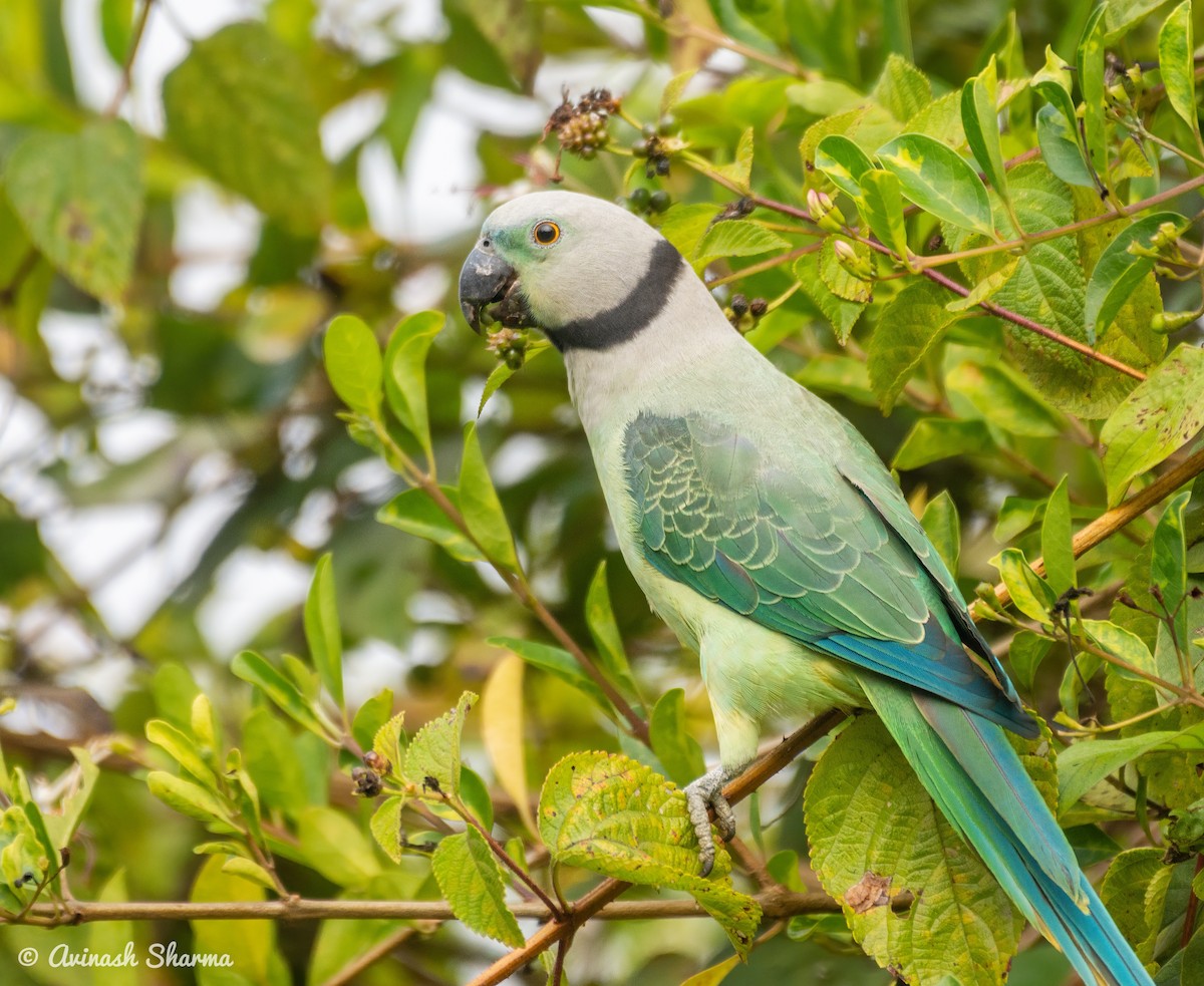 Malabar Parakeet - AVINASH SHARMA