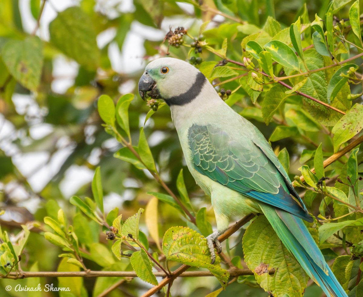 Malabar Parakeet - ML612381677