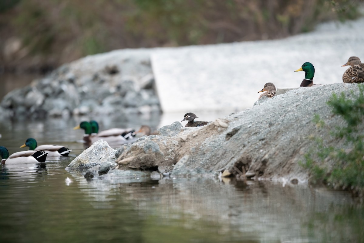 Wood Duck - ML612381680