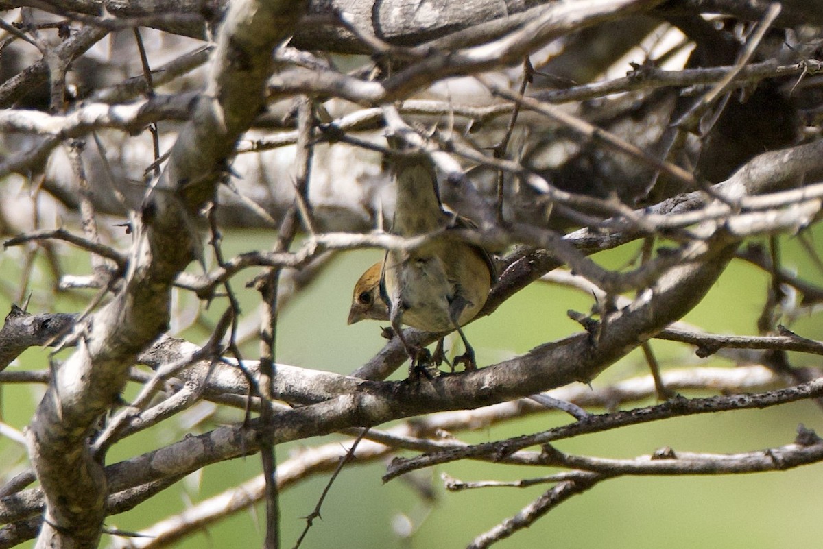 Indigo Bunting - ML612381697