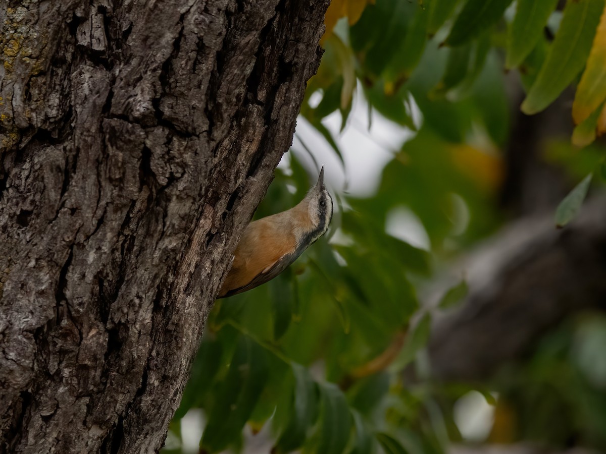 Red-breasted Nuthatch - ML612381710