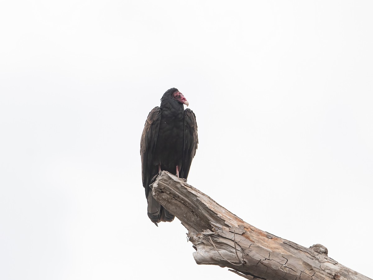 Turkey Vulture - Thirumalai Suresh