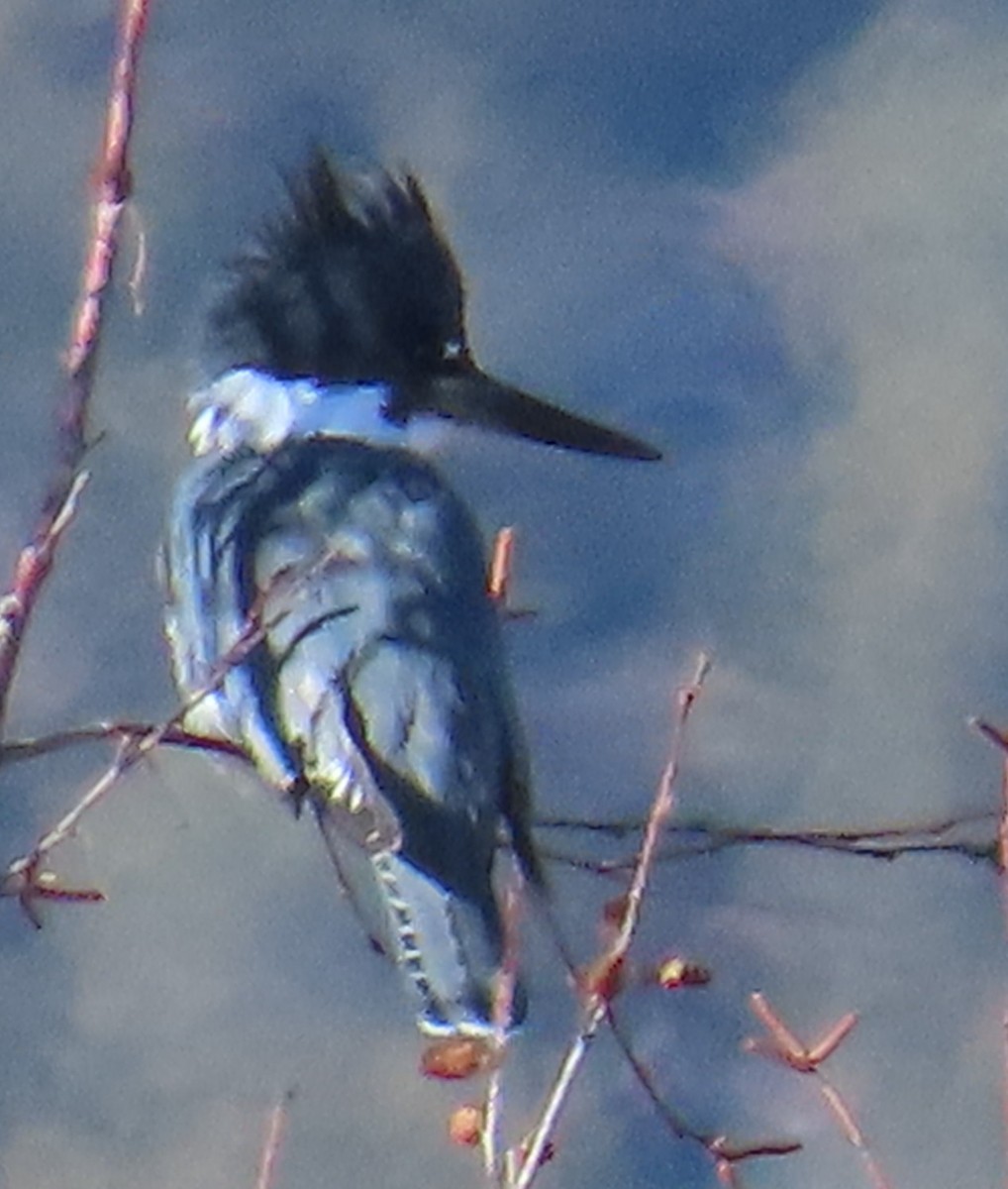 Belted Kingfisher - ML612381806