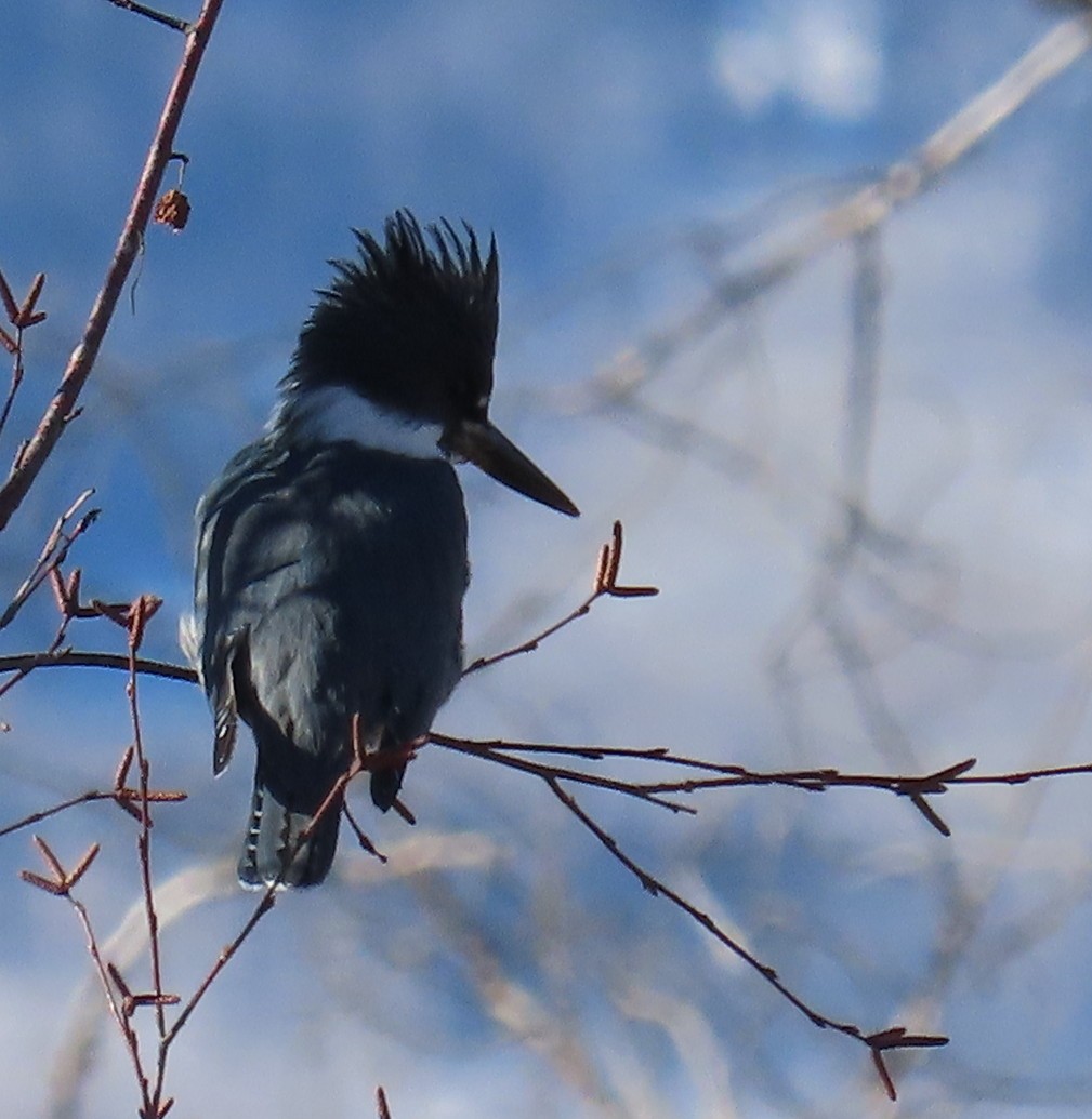 Belted Kingfisher - ML612381816