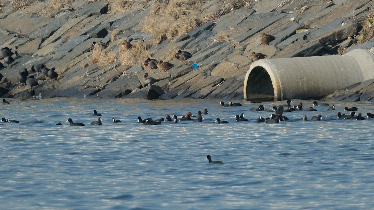 Eurasian Coot - ML612381830