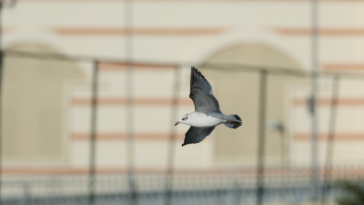 Mediterranean Gull - ML612381835