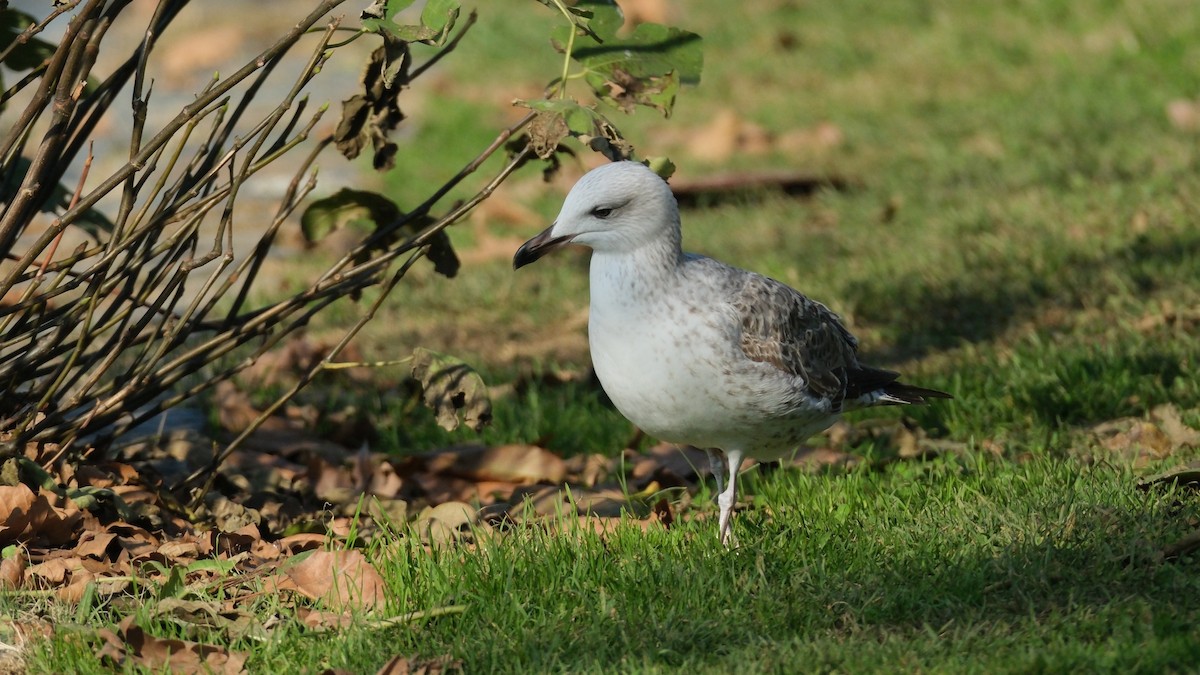 Yellow-legged Gull - ML612381840