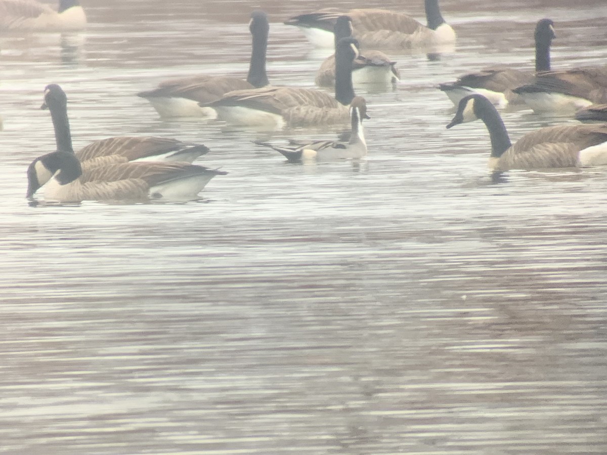 Northern Pintail - ML612381873