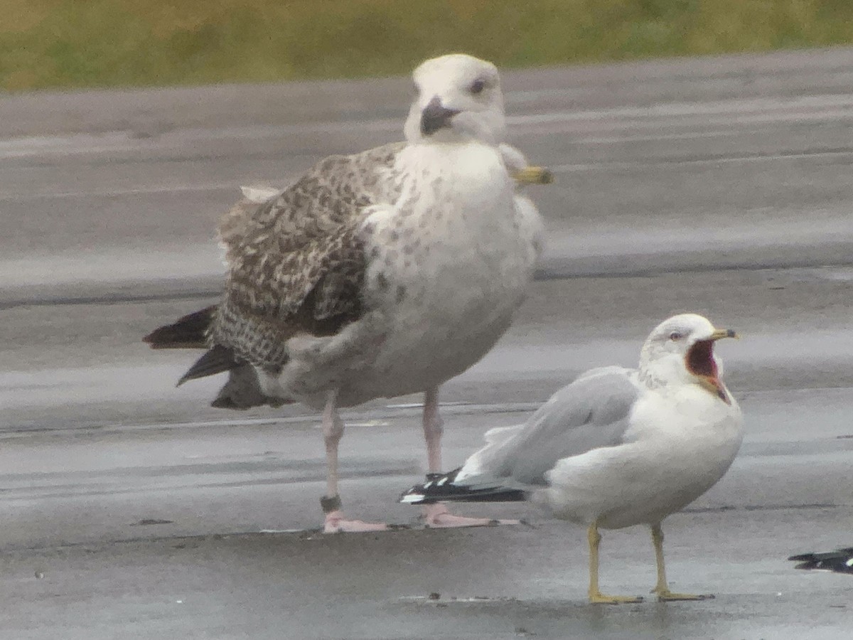 Great Black-backed Gull - ML612381898