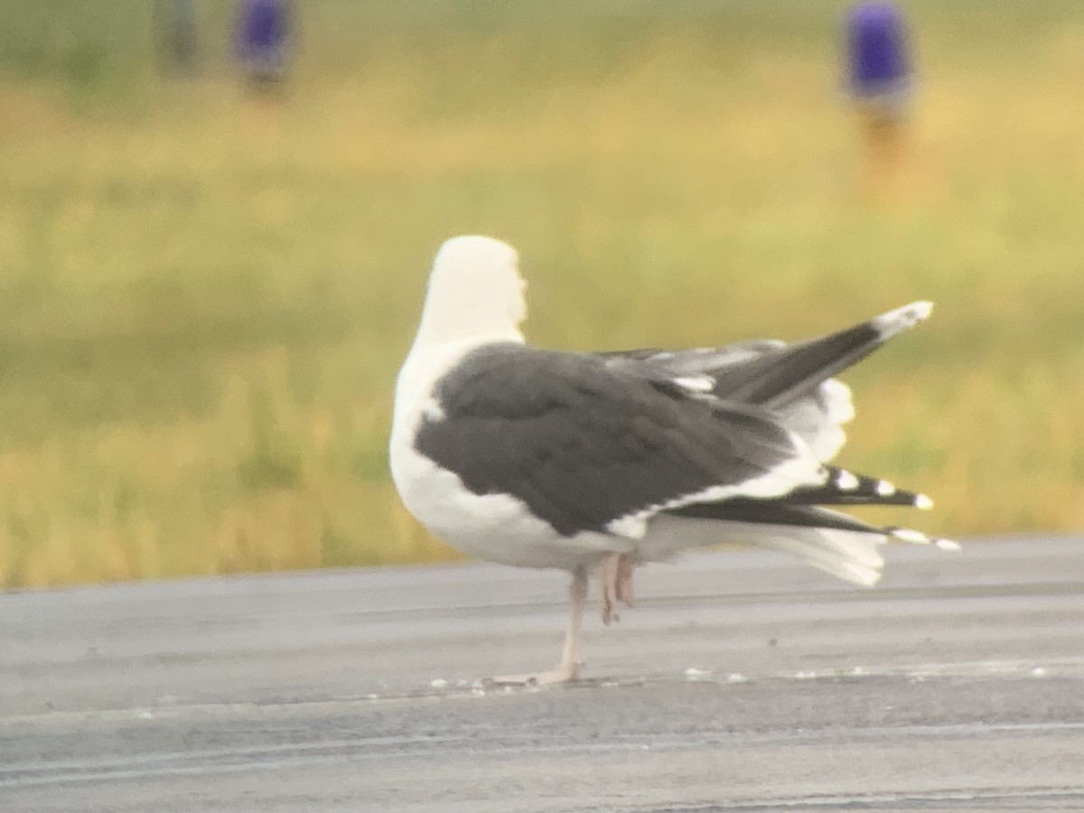 Great Black-backed Gull - ML612381899