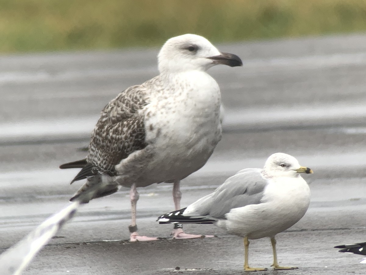 Great Black-backed Gull - ML612381900