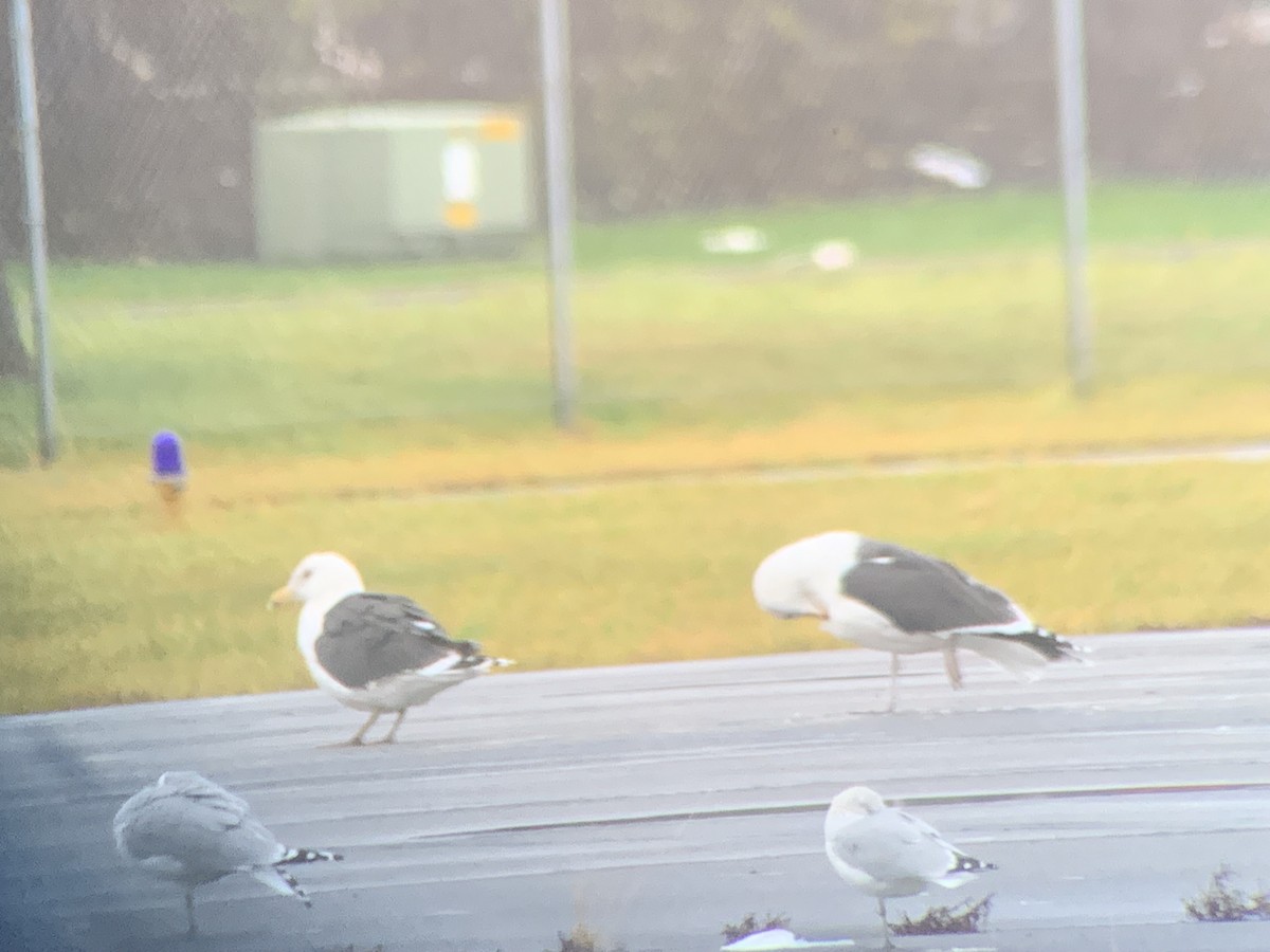 Great Black-backed Gull - ML612381901