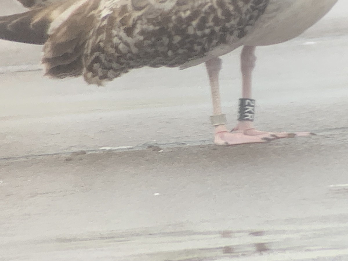 Great Black-backed Gull - ML612381938