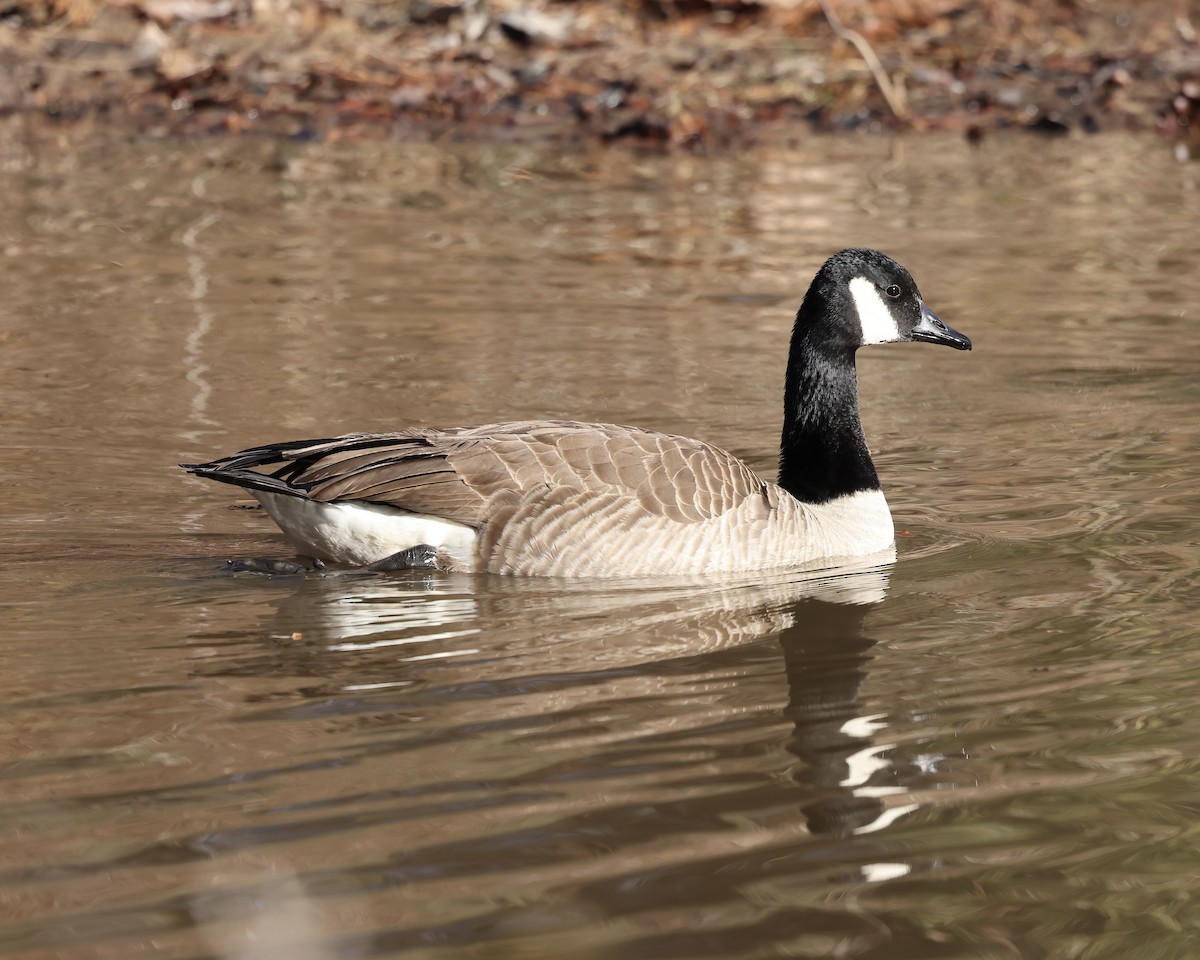 Canada Goose - Debbie Kosater