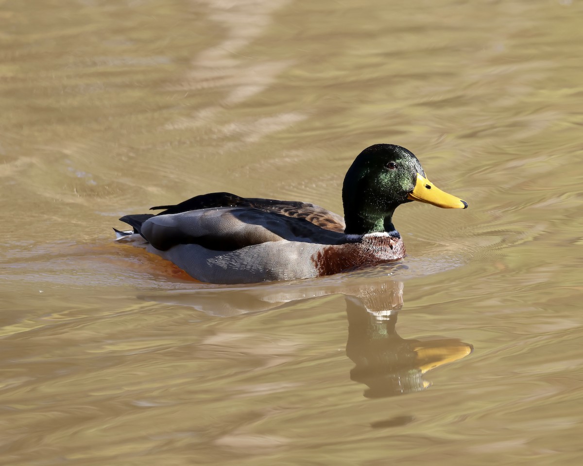 Mallard - ML612382070