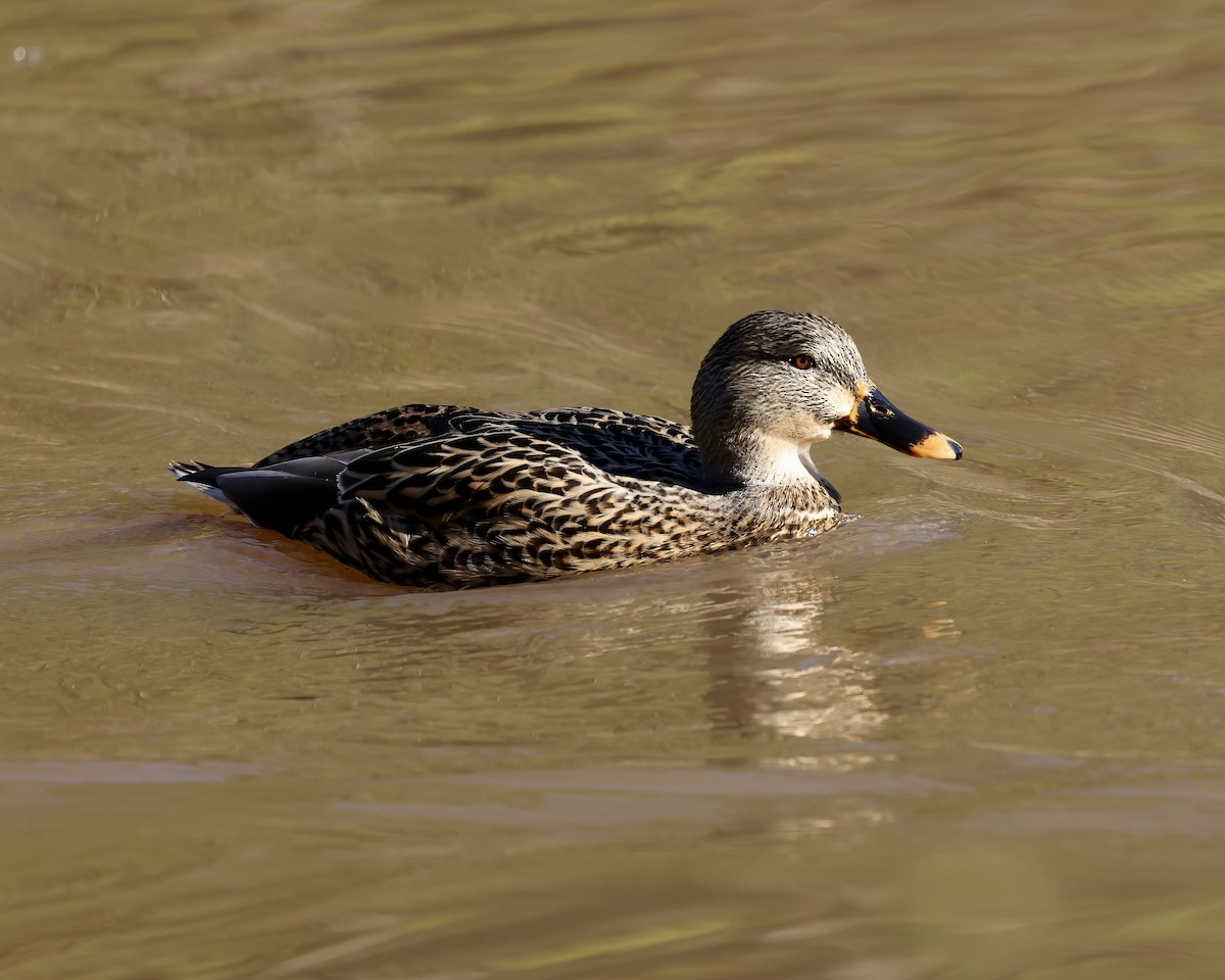 Mallard - ML612382071