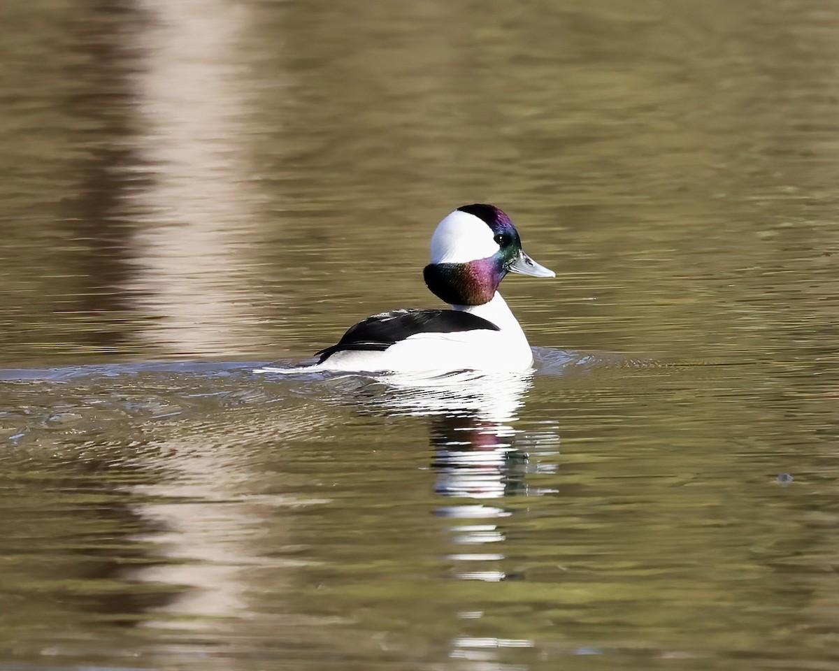 Bufflehead - ML612382087