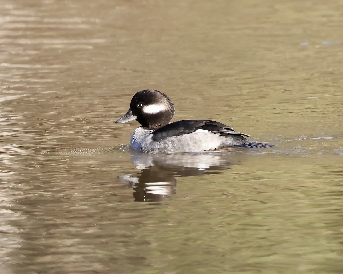 Bufflehead - ML612382088