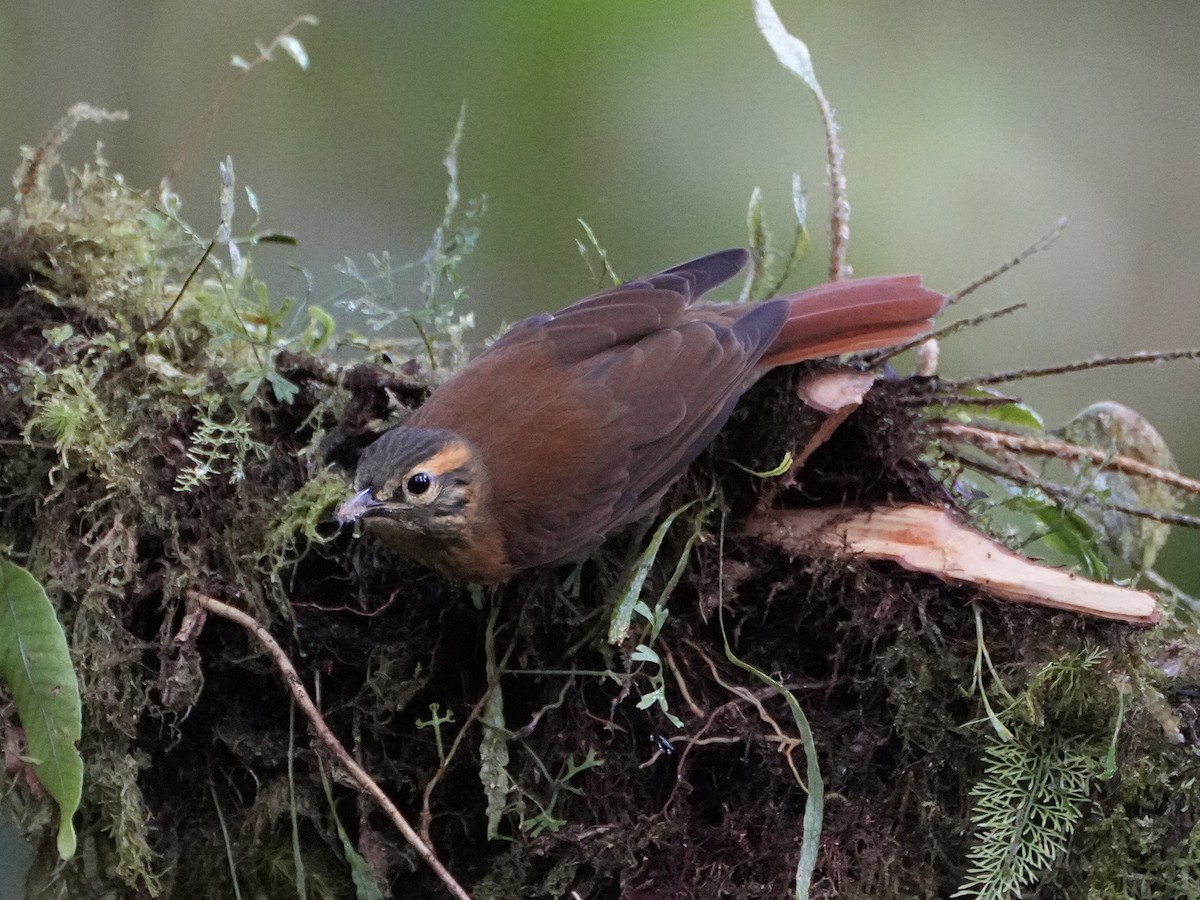 Scaly-throated Foliage-gleaner - Chris Wills