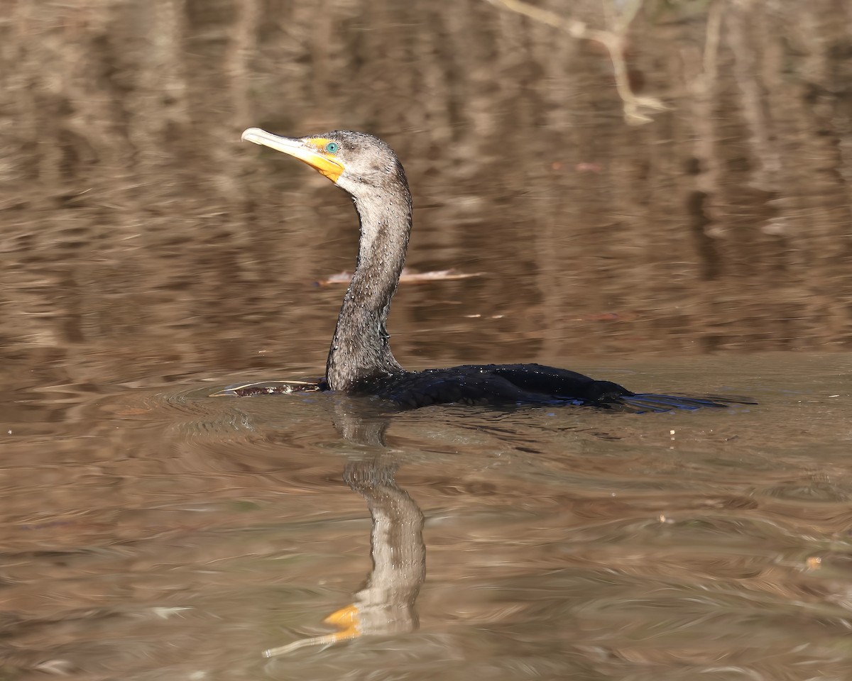 Double-crested Cormorant - ML612382092