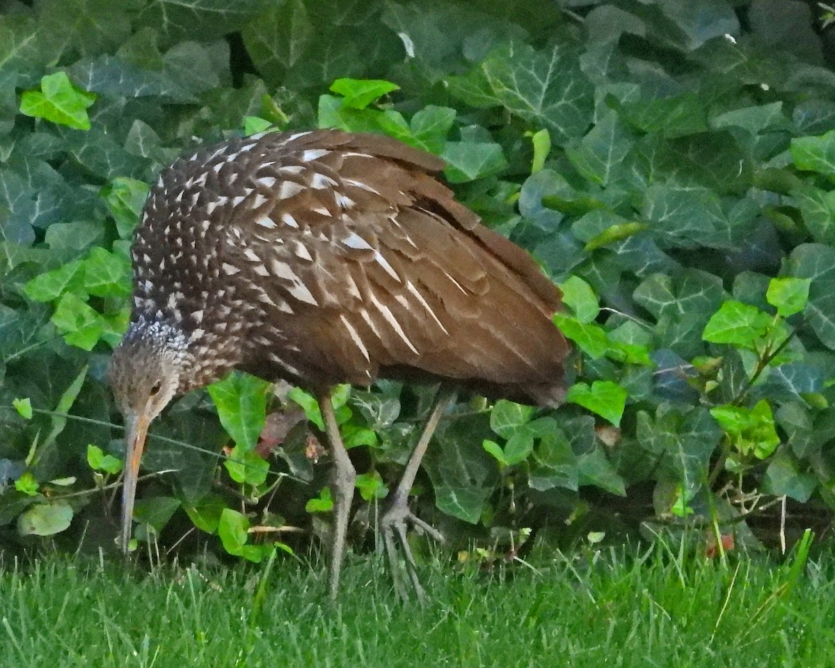 Limpkin (Speckled) - Aubrey Merrill