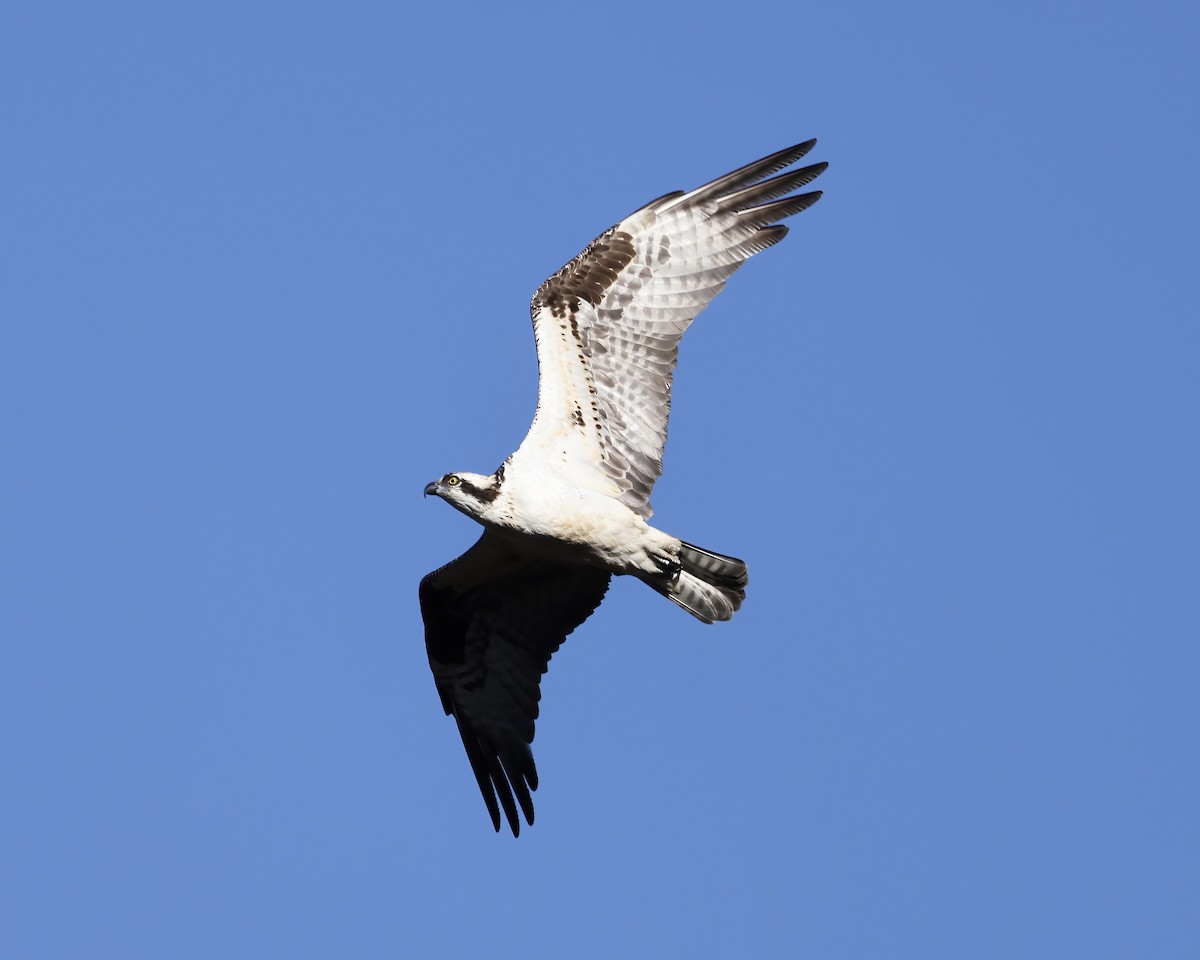 Osprey - ML612382107