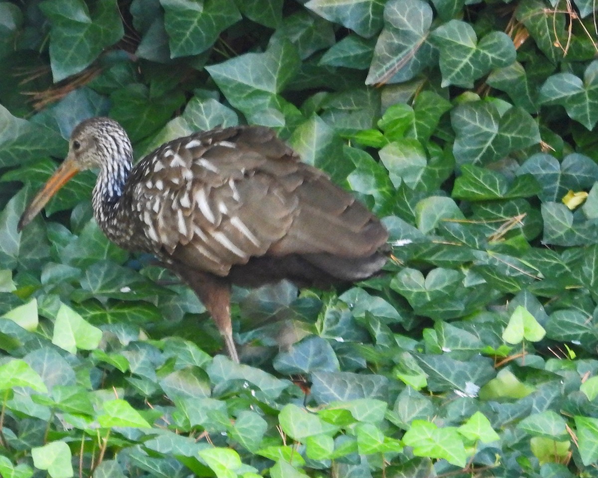 Limpkin (Speckled) - Aubrey Merrill