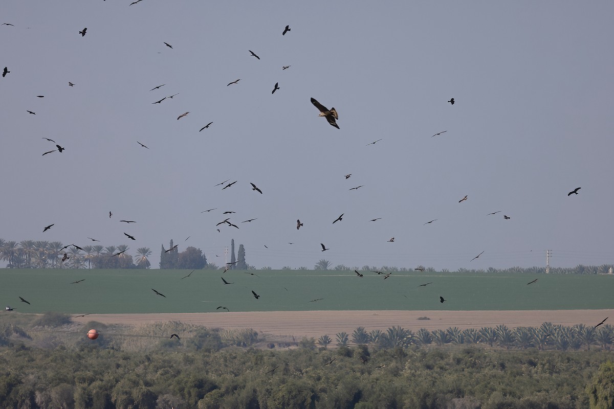 Black Kite - Ilan Moriya