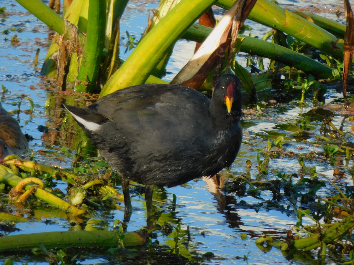 Red-fronted Coot - ML612382239