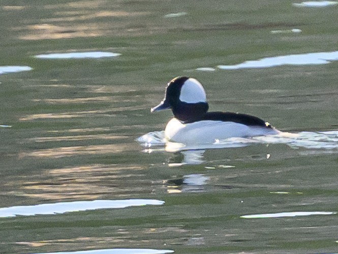 Bufflehead - ML612382335