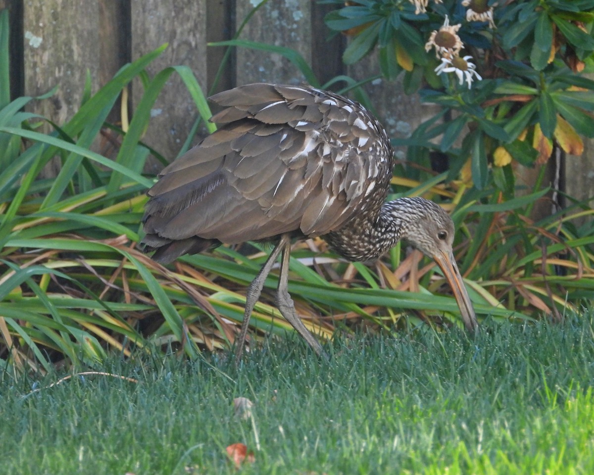 Limpkin (Speckled) - Aubrey Merrill