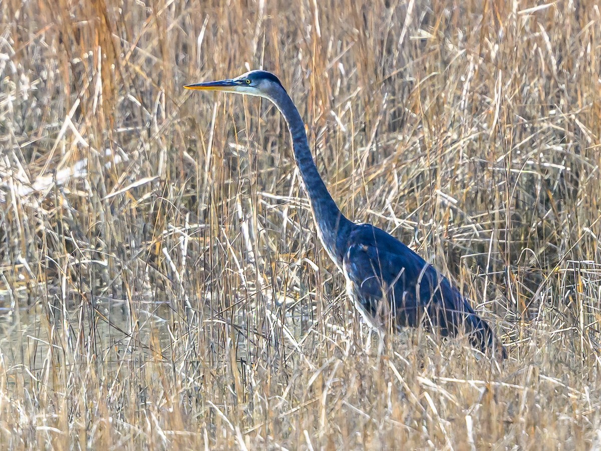 Great Blue Heron - ML612382343