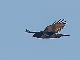 Red-tailed Hawk - ML612382358