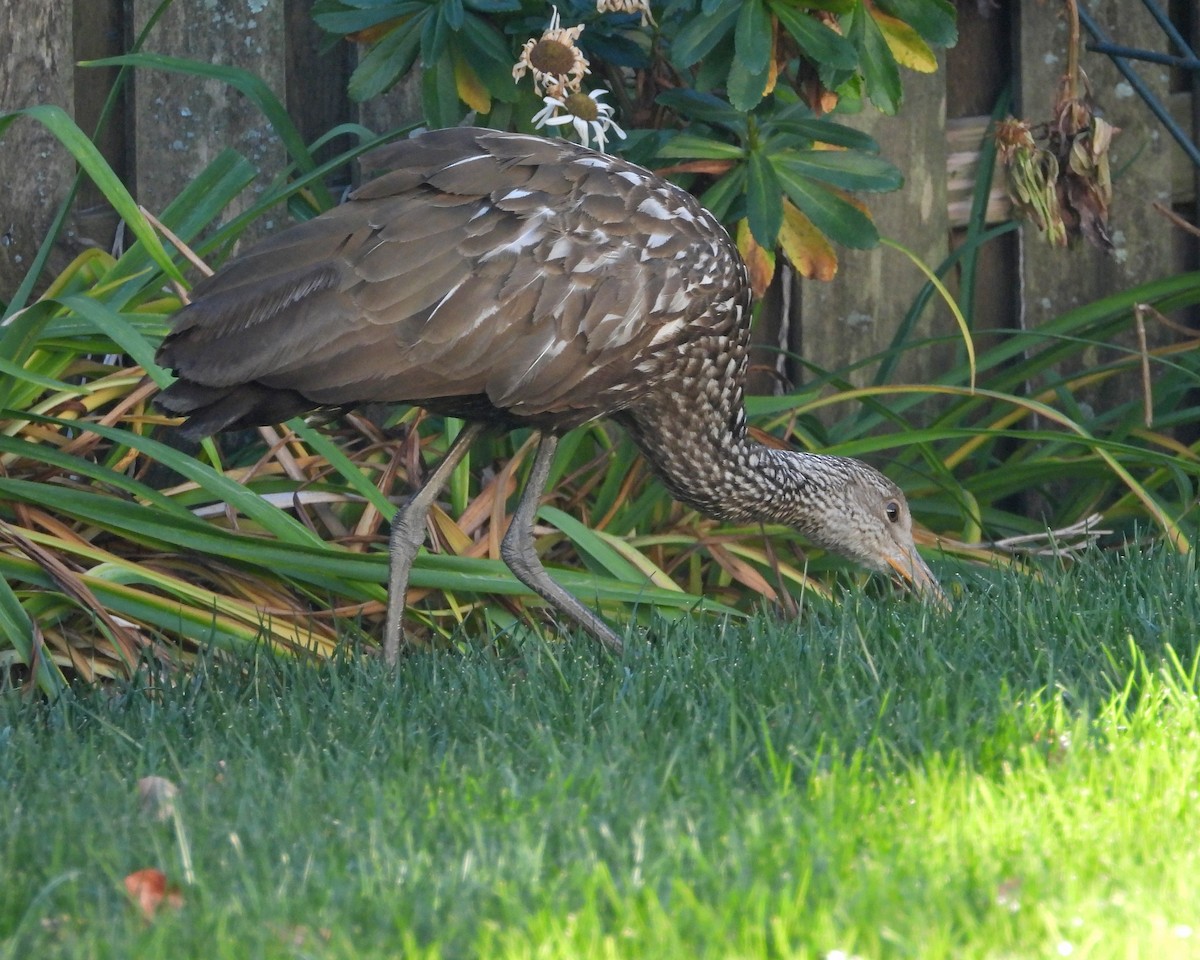 Limpkin (Speckled) - Aubrey Merrill