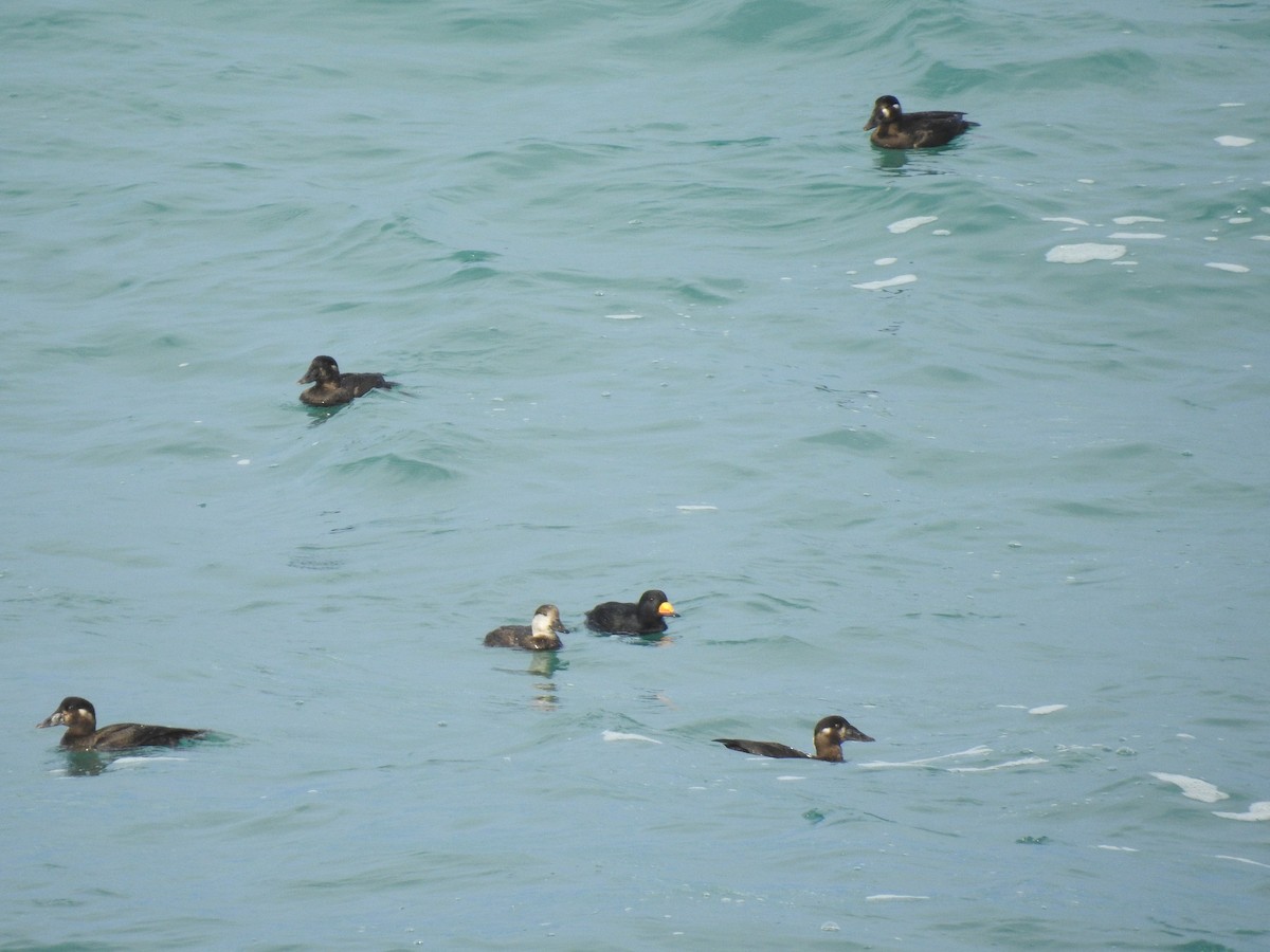 Black Scoter - ML612382398