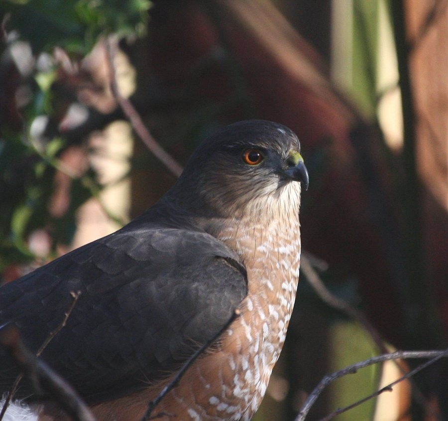 Sharp-shinned Hawk - ML612382403