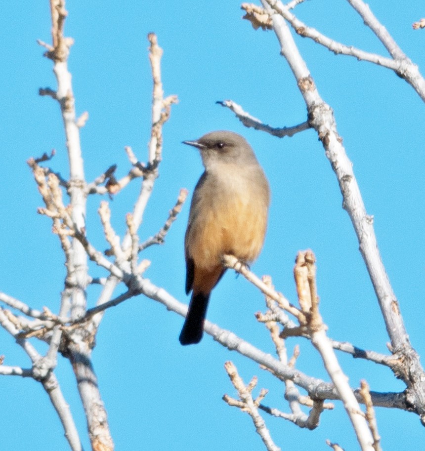 Say's Phoebe - ML612382405