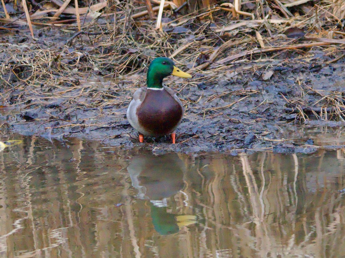 Mallard - John Felton