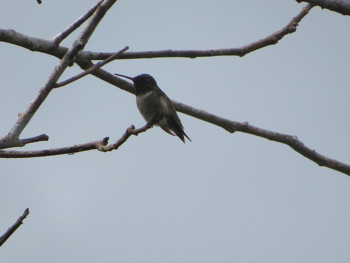 Ruby-throated Hummingbird - ML612382485