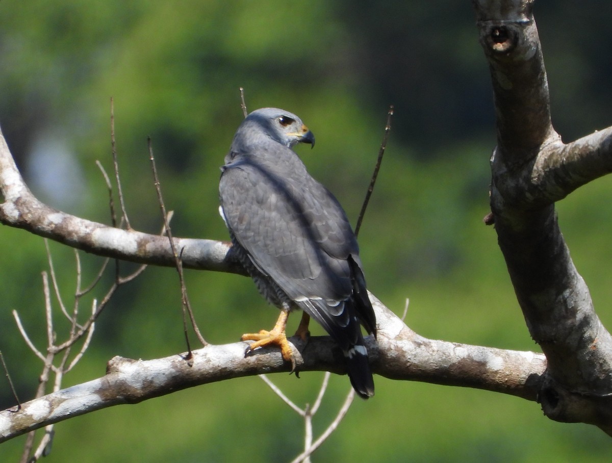 Gray Hawk - ML612382593