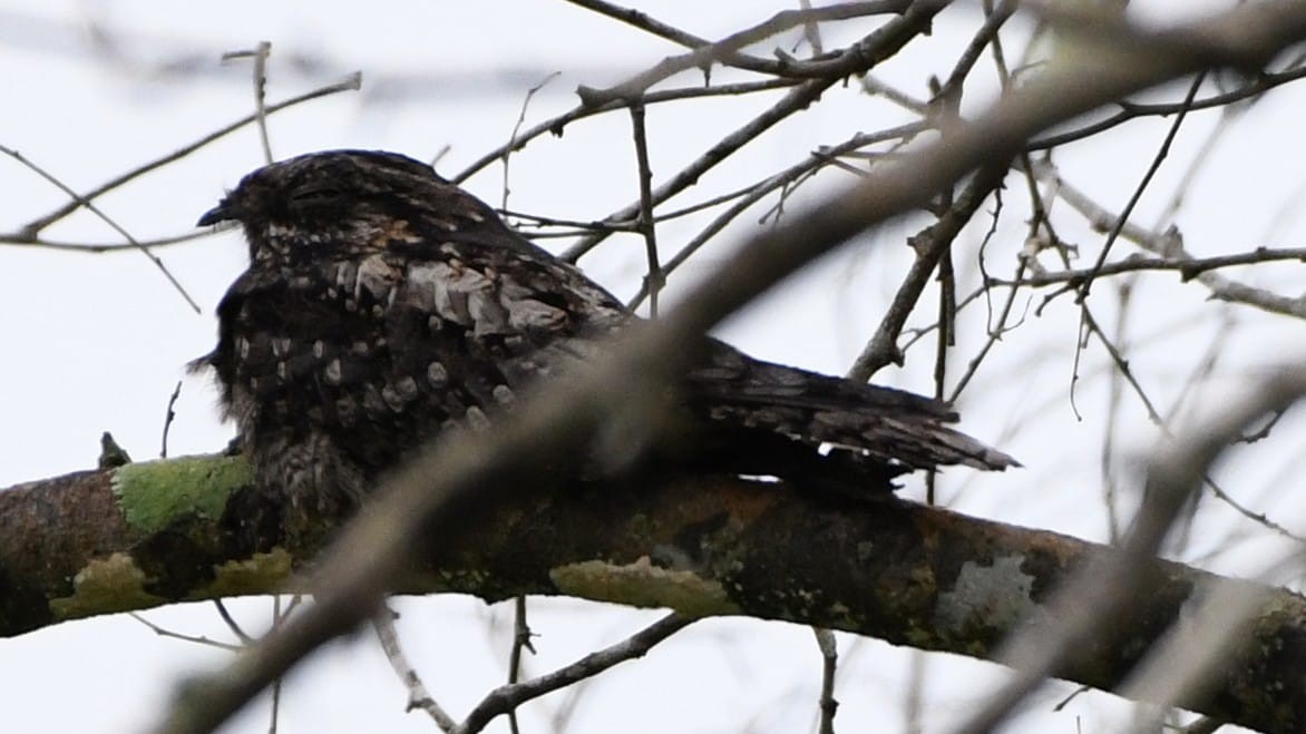Jungle Nightjar - ML612382632