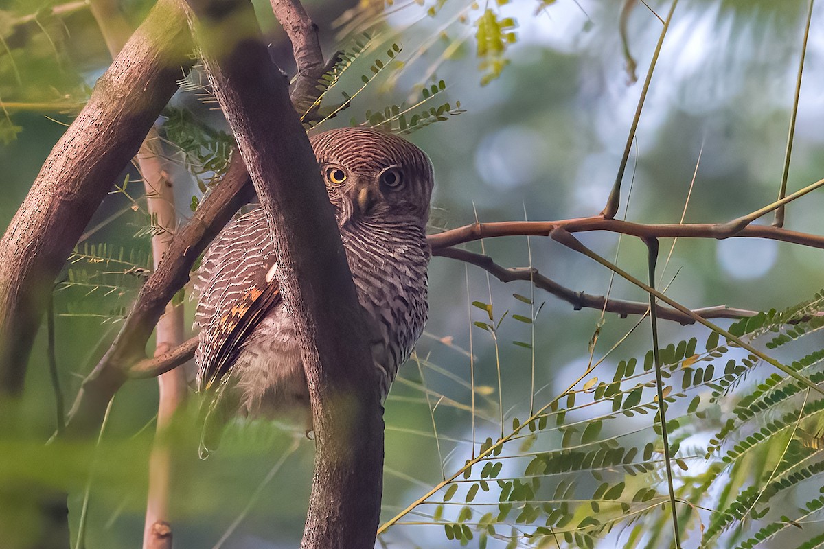 Jungle Owlet - ML612382638