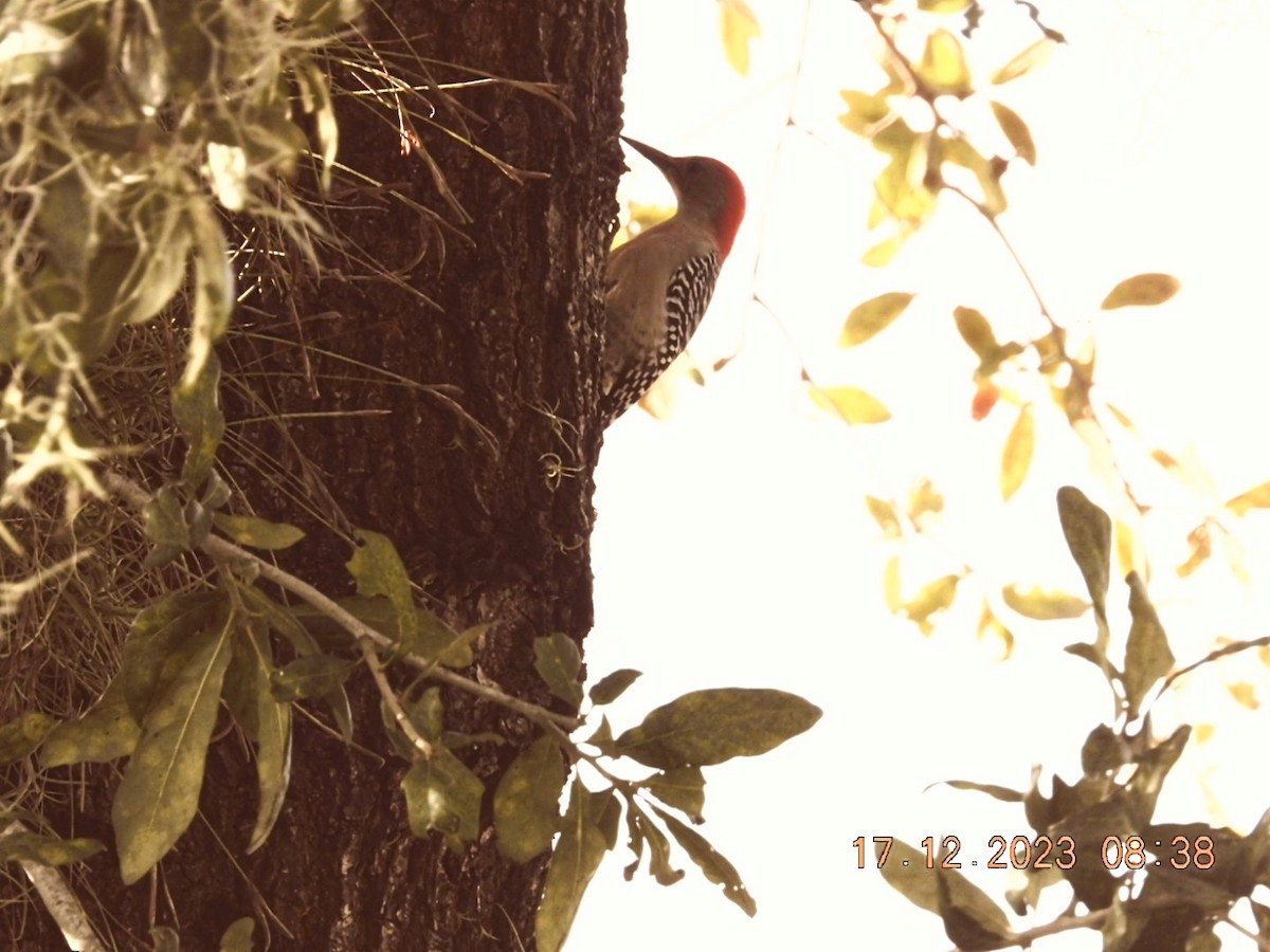 Red-bellied Woodpecker - ML612382646